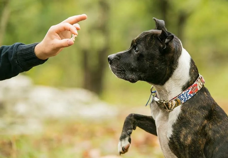 Effective Dog Training for Better Behavior in Phoenix